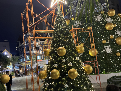 cây thông noel