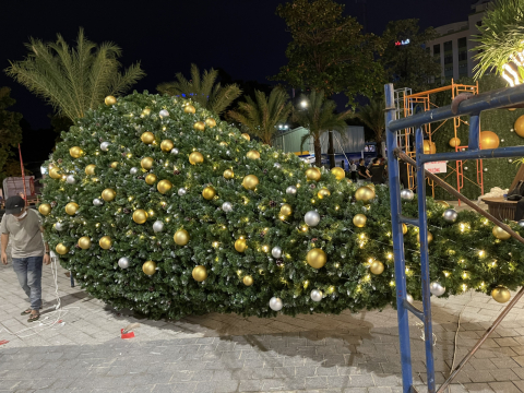 cây thông noel