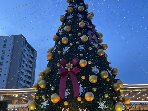 cây thông noel