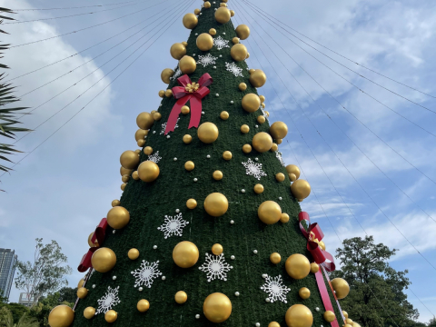 cây thông noel