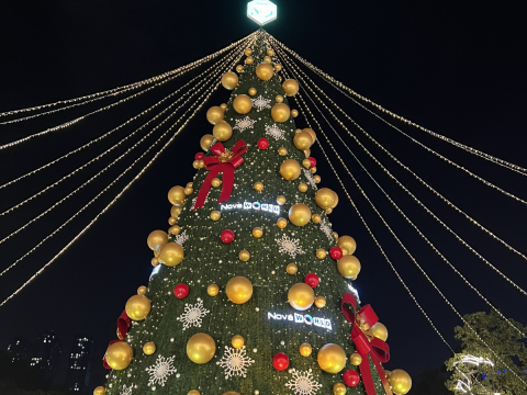 cây thông noel