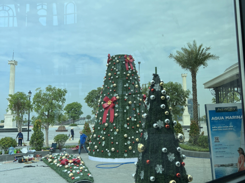 cây thông noel