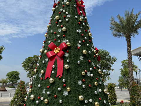 cây thông noel