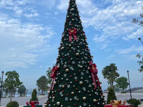 cây thông noel