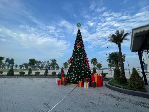 cây thông noel